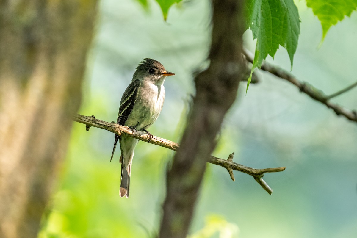 Eastern Wood-Pewee - ML649167139