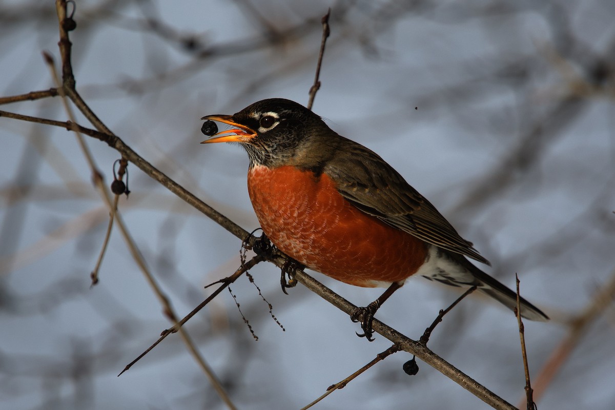 コマツグミ - ML649167276