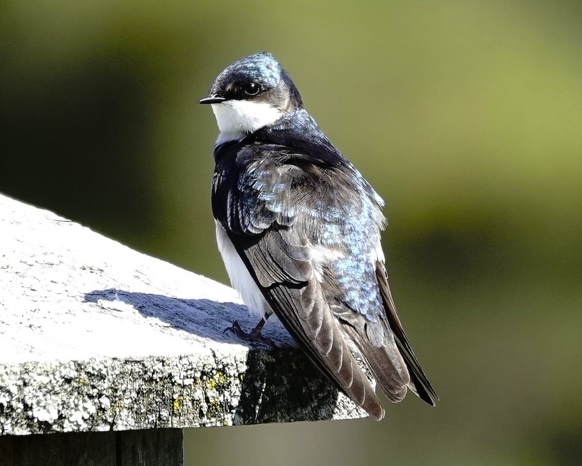 Tree Swallow - ML649167289
