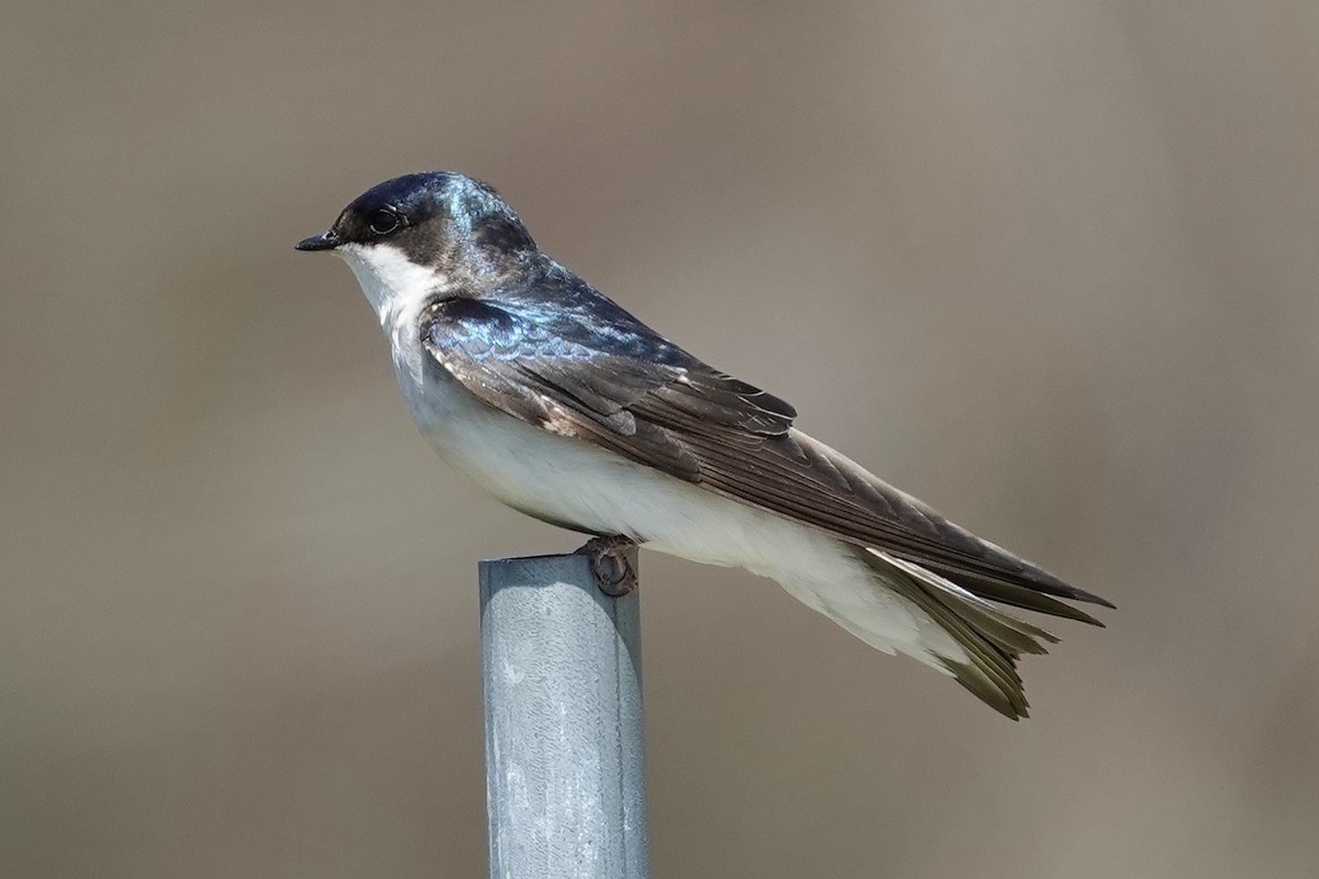 Tree Swallow - ML649167290