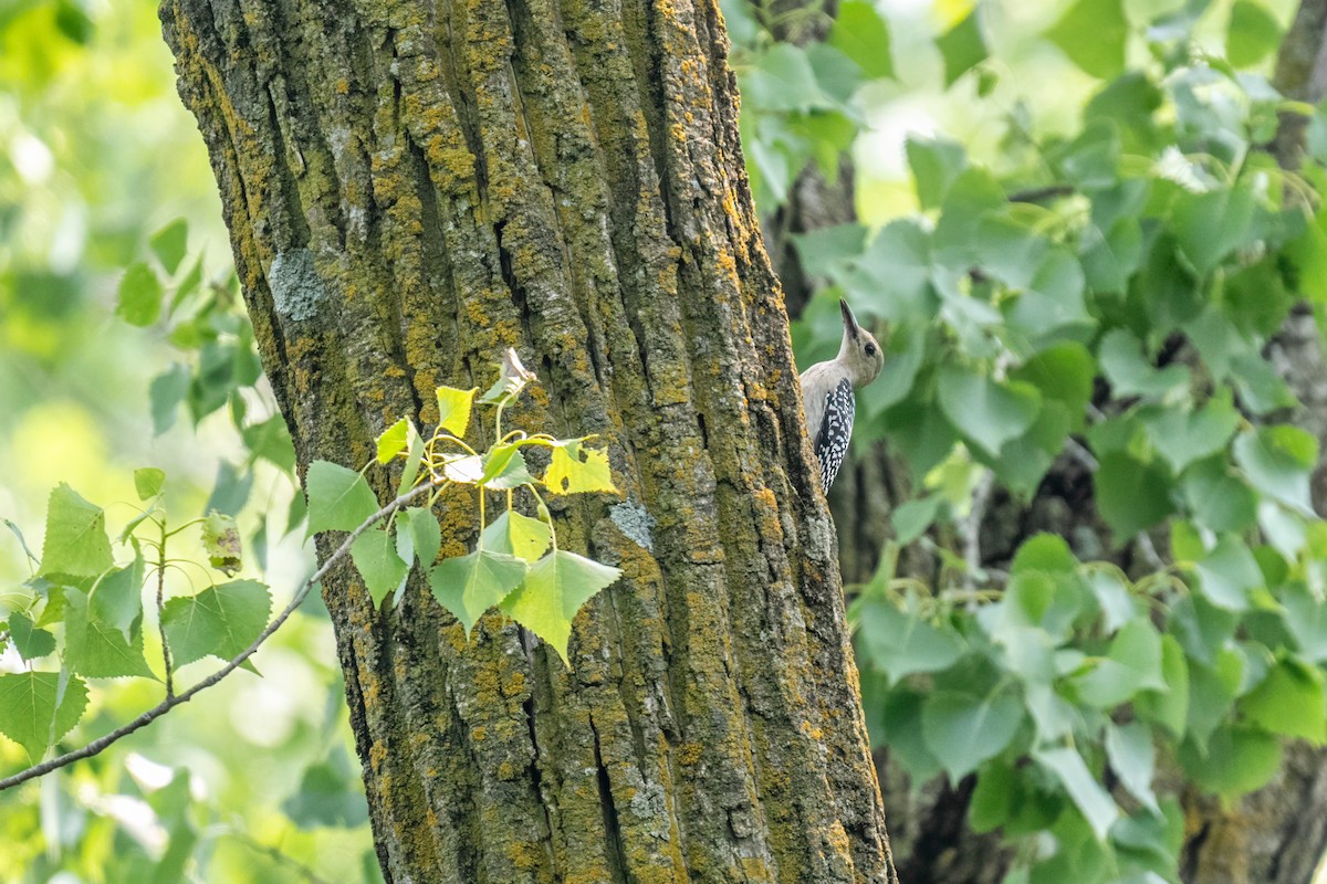 Red-bellied Woodpecker - ML649167376