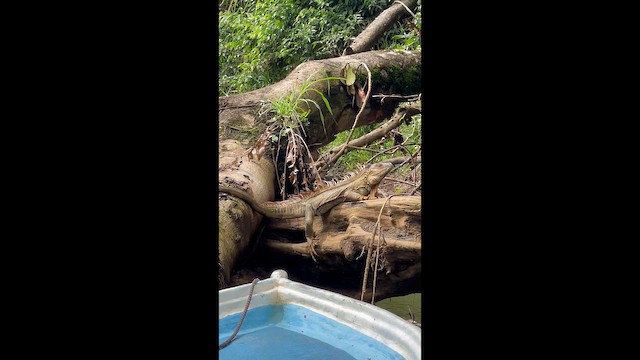 Animals - ML649167443