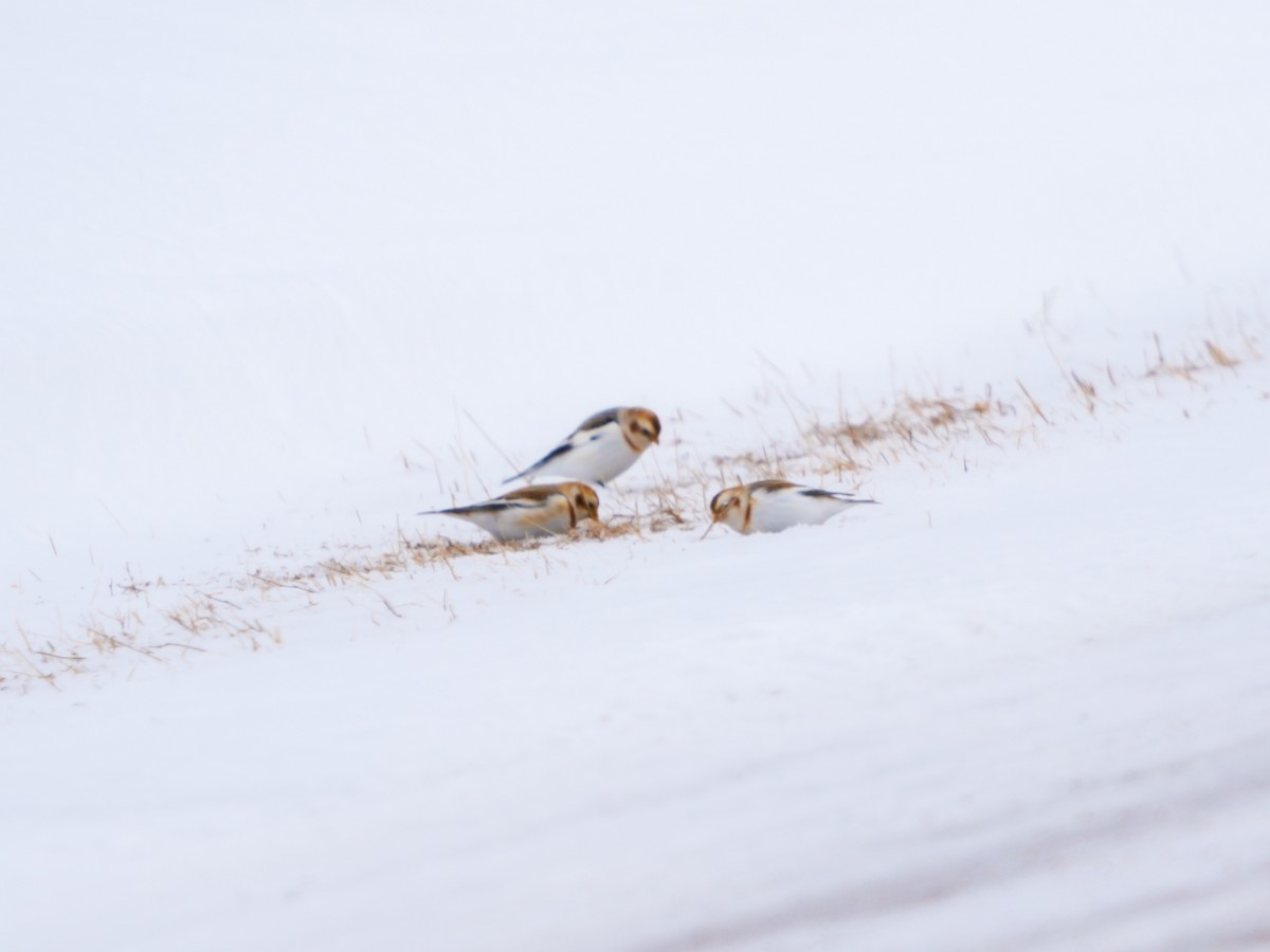 sněhule severní - ML649167450