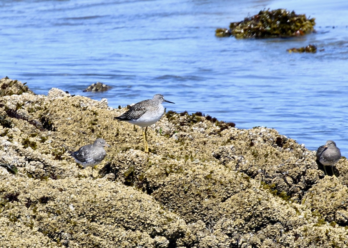 Greater Yellowlegs - ML649167610