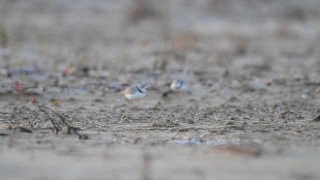 Желтоногий зуёк - ML649167769