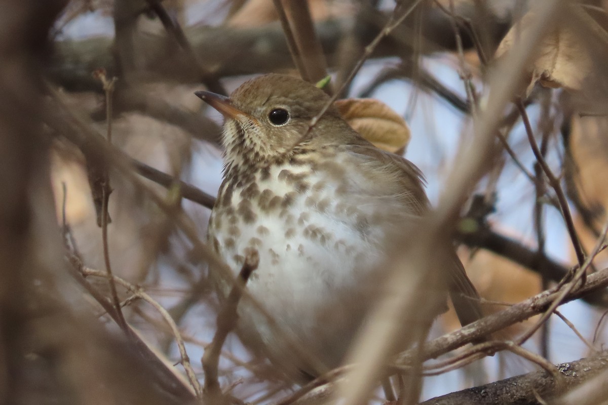 Hermit Thrush - ML649167848