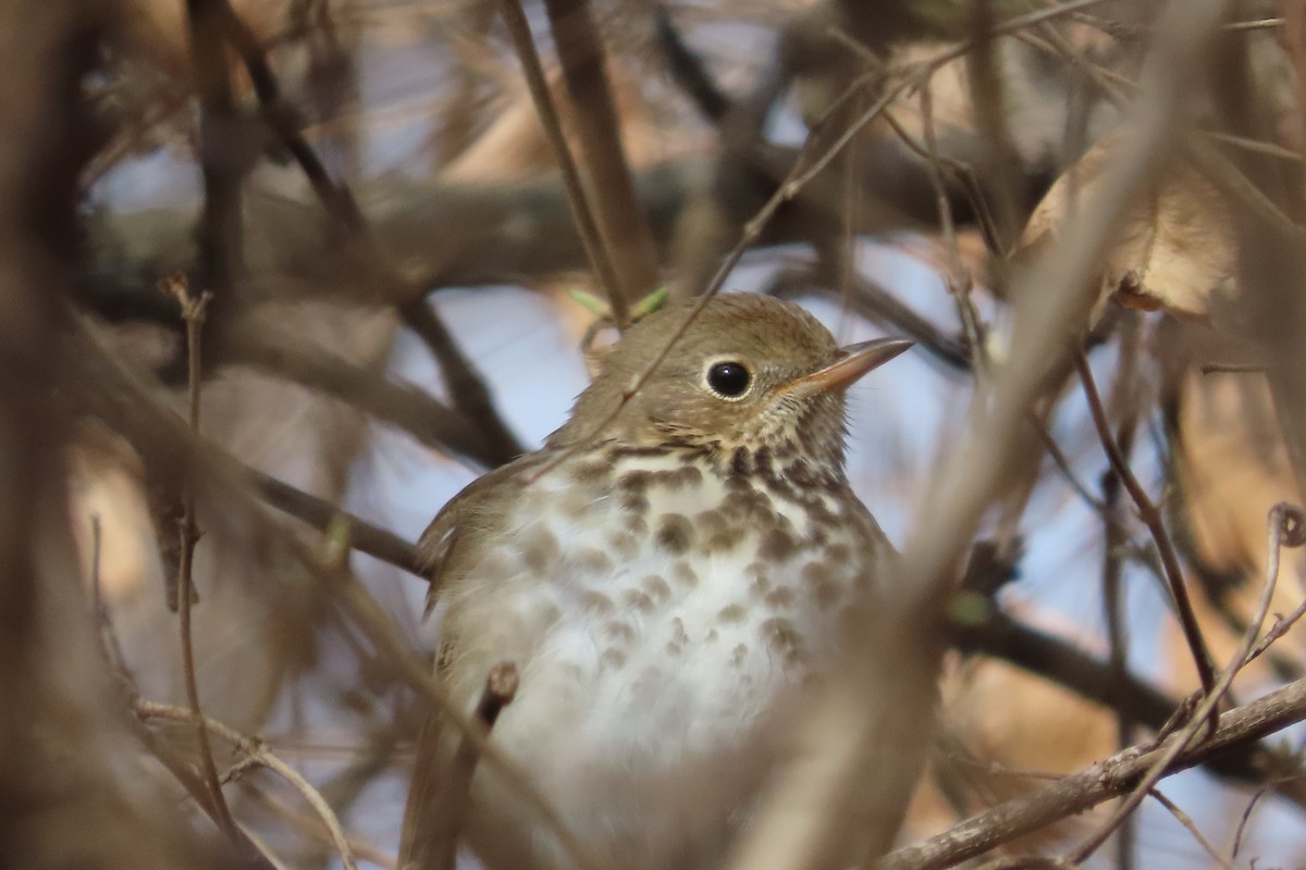 Hermit Thrush - ML649167885