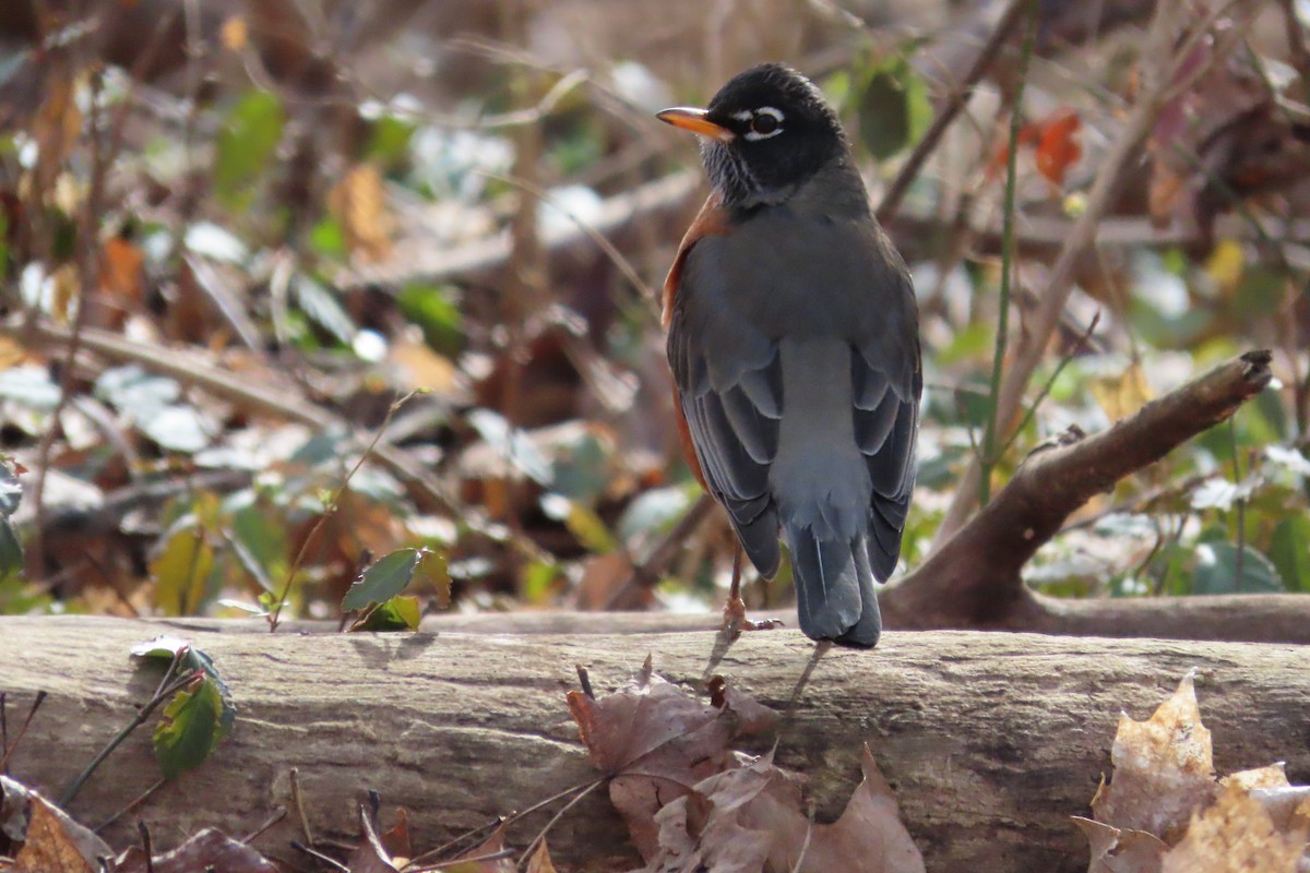 American Robin - ML649167898