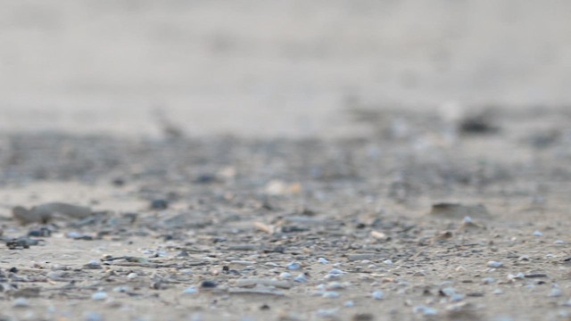 Желтоногий зуёк - ML649168296