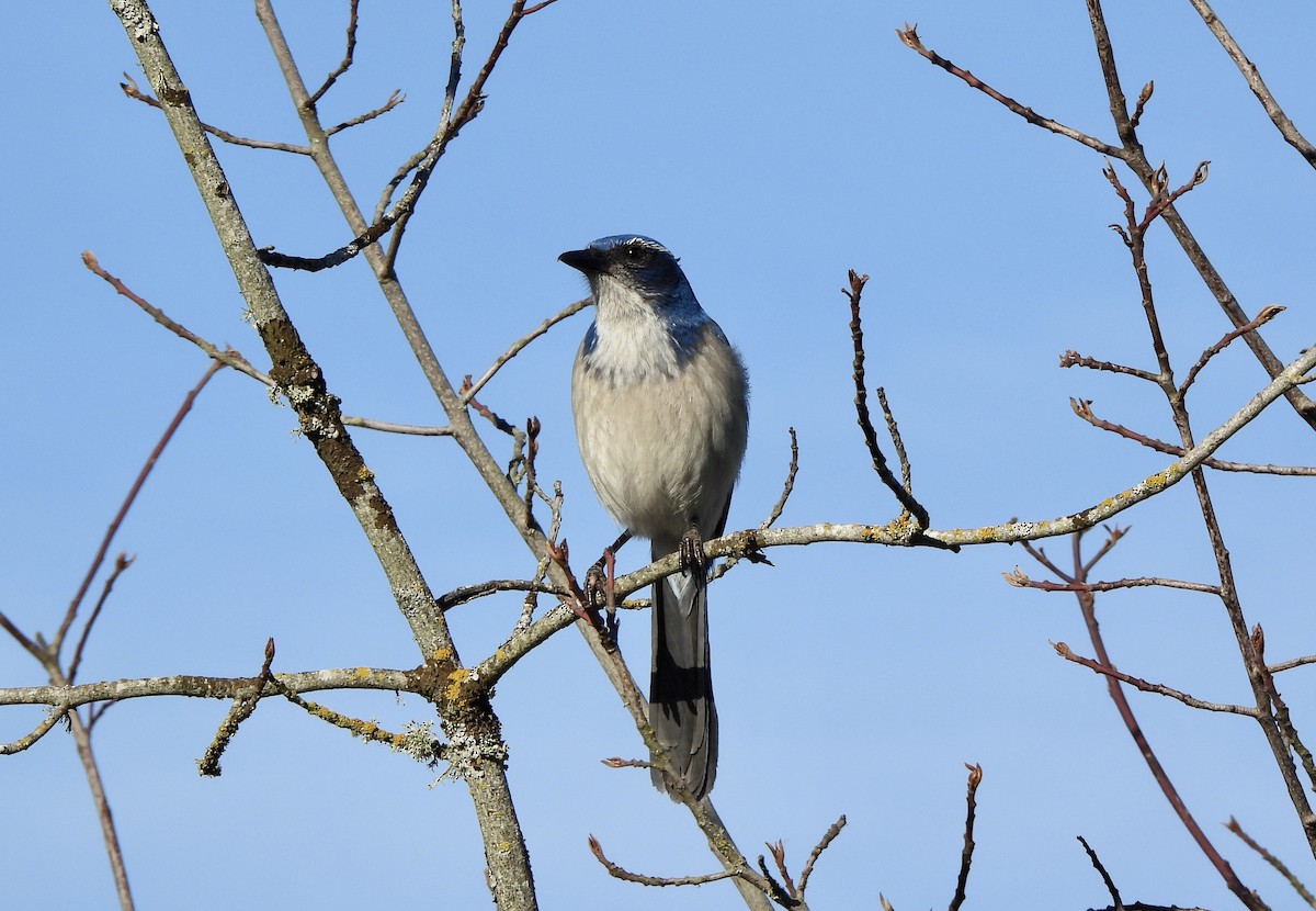 California Scrub-Jay - ML649168572