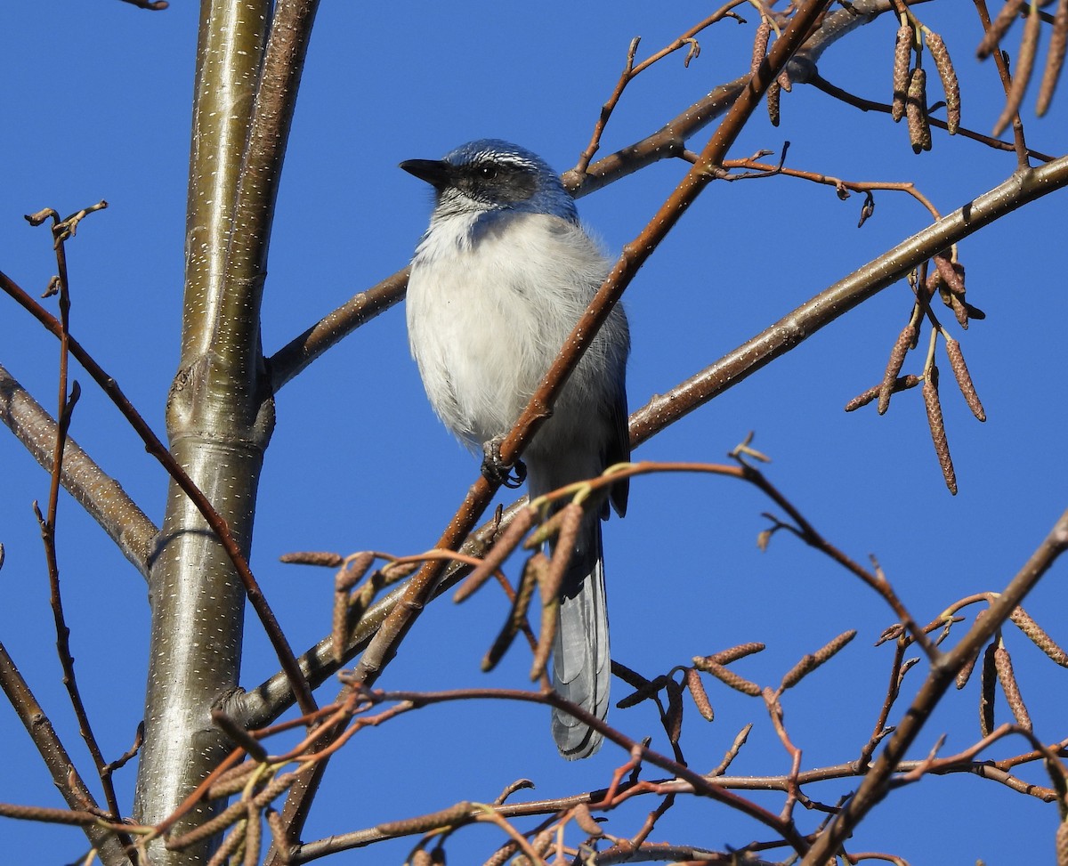 California Scrub-Jay - ML649168573