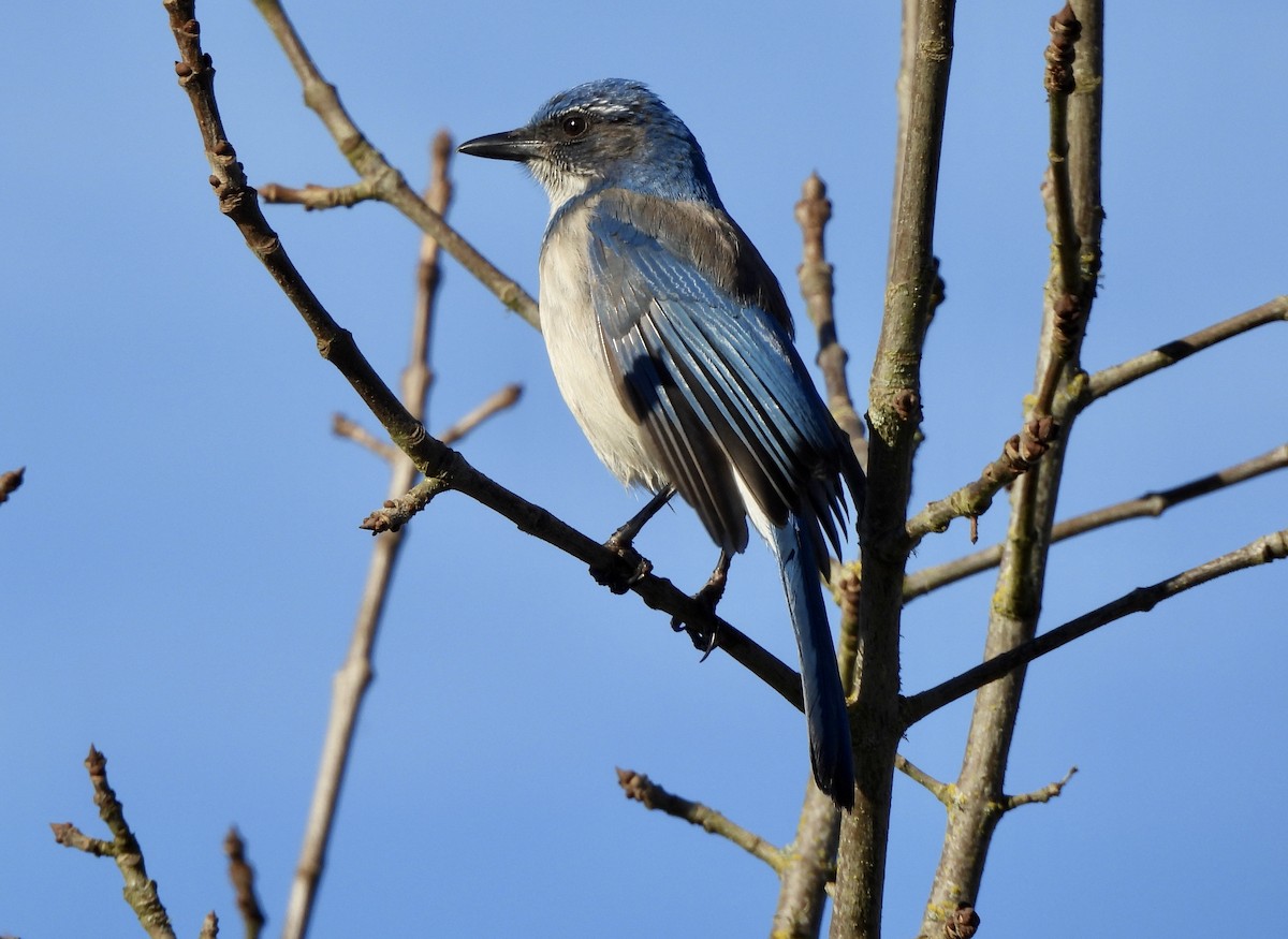 California Scrub-Jay - ML649168574
