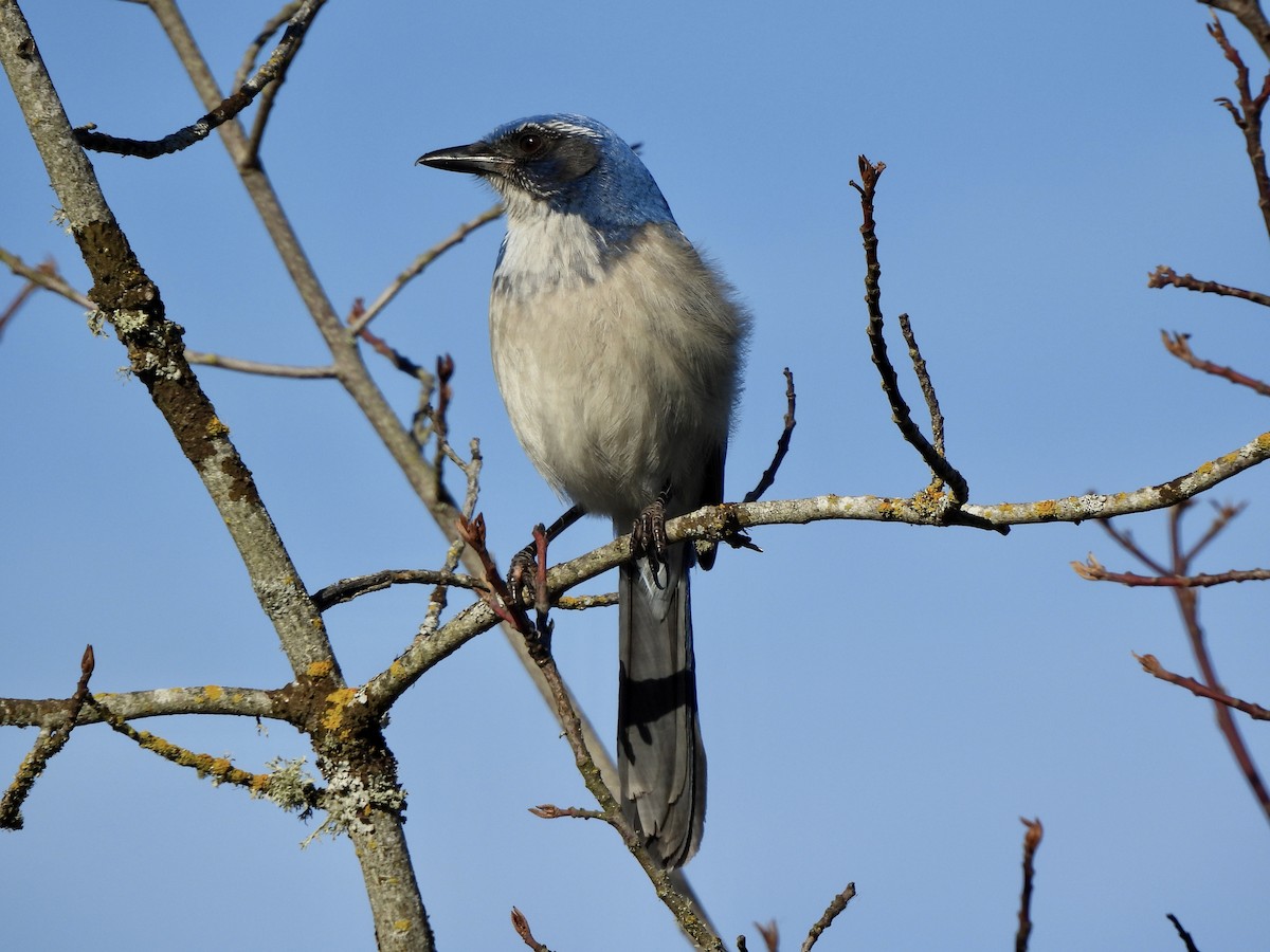California Scrub-Jay - ML649168576