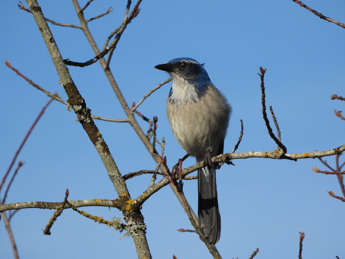 California Scrub-Jay - ML649168578