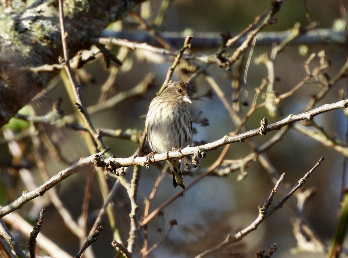 Pine Siskin - ML649168661