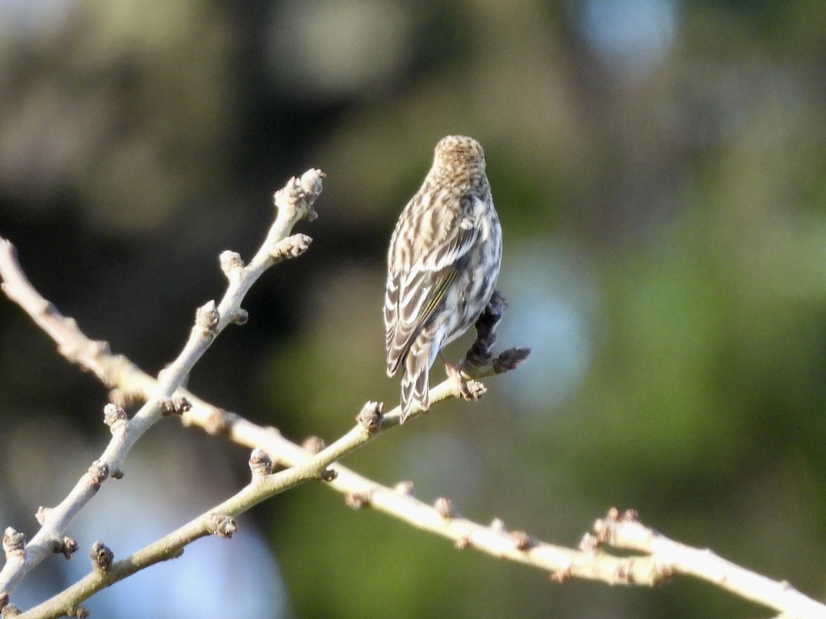 Pine Siskin - ML649168662
