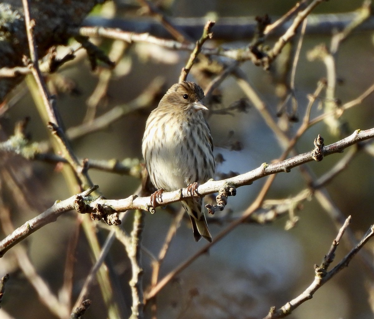 Pine Siskin - ML649168663
