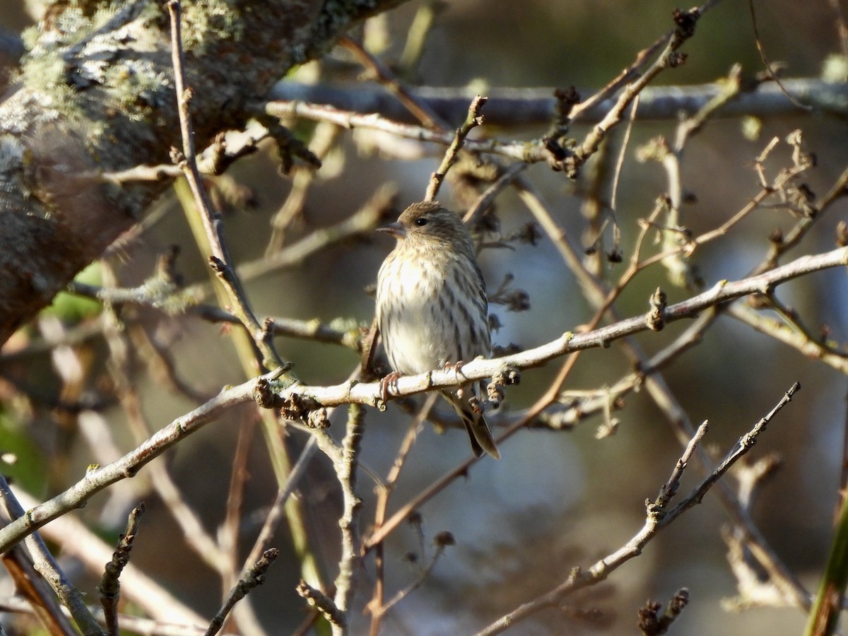 Pine Siskin - ML649168664