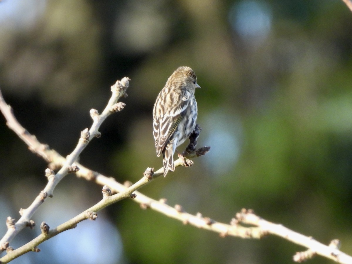 Pine Siskin - ML649168665