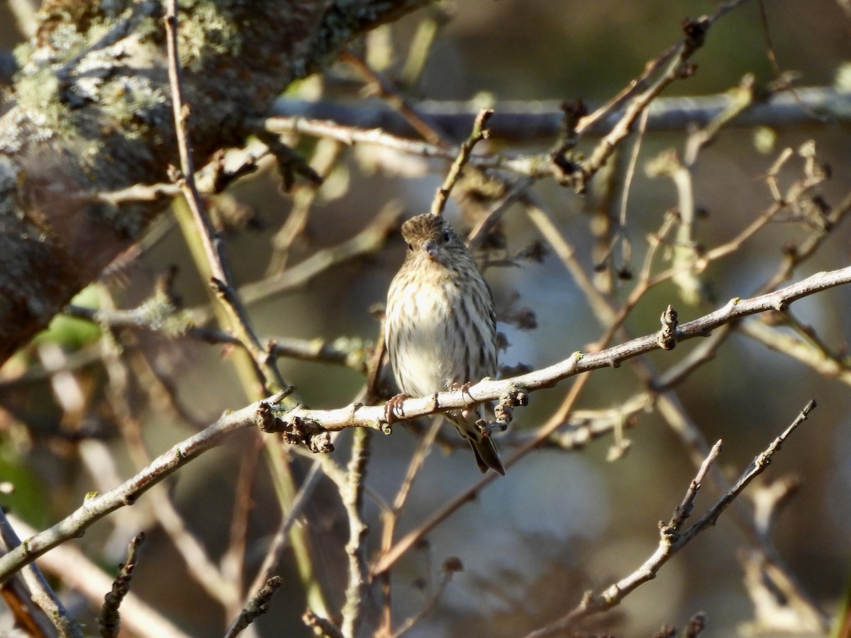 Pine Siskin - ML649168666
