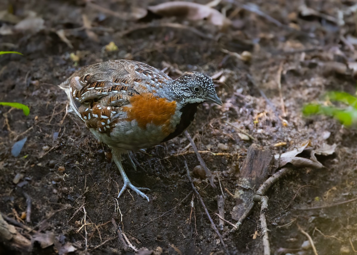 Madagascar Buttonquail - ML649168808