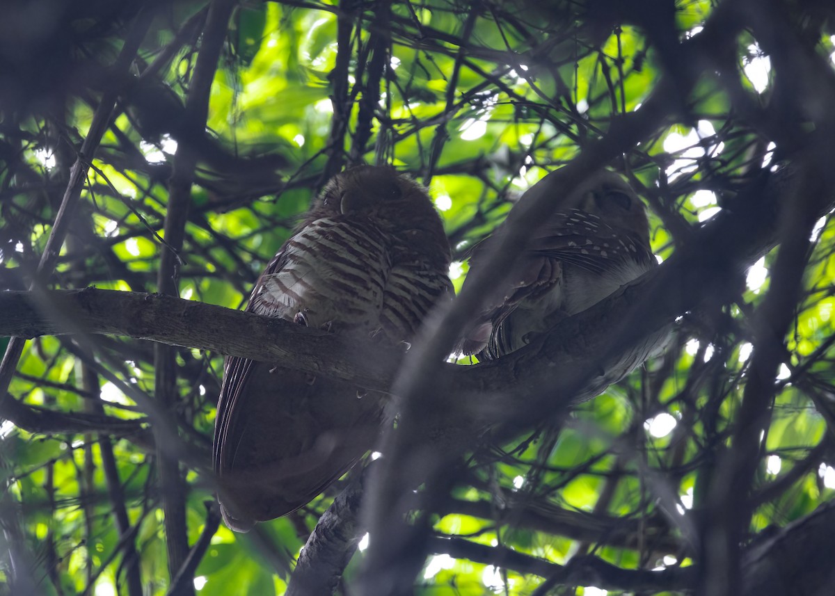 White-browed Owl - ML649168823