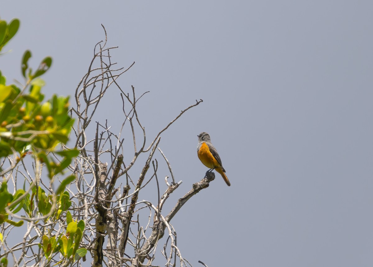 Forest Rock-Thrush (Benson's) - ML649168836