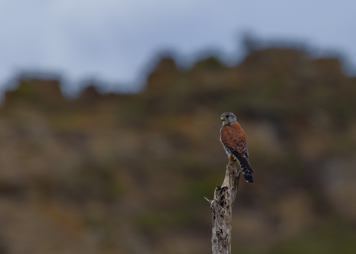 Malagasy Kestrel - ML649168843