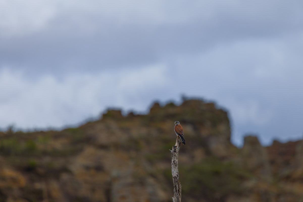 Malagasy Kestrel - ML649168846