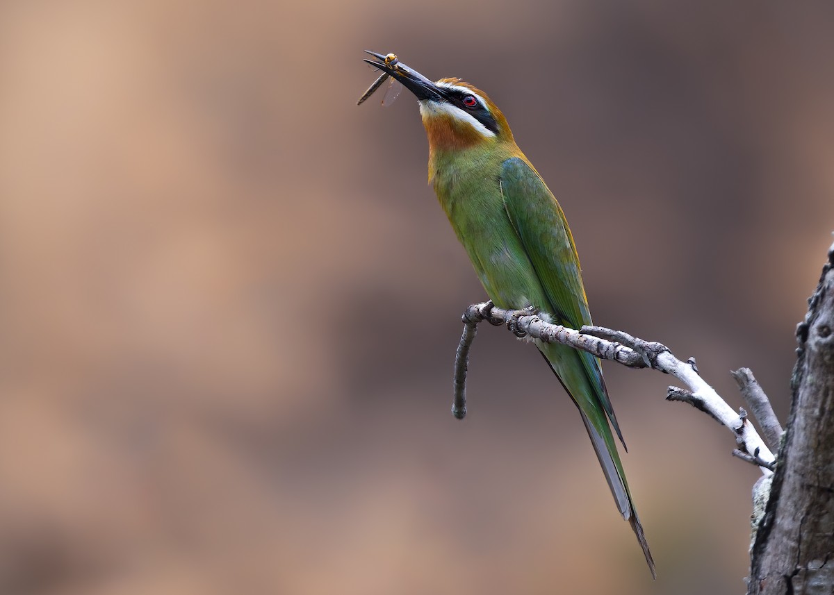 Olive Bee-eater - ML649168851