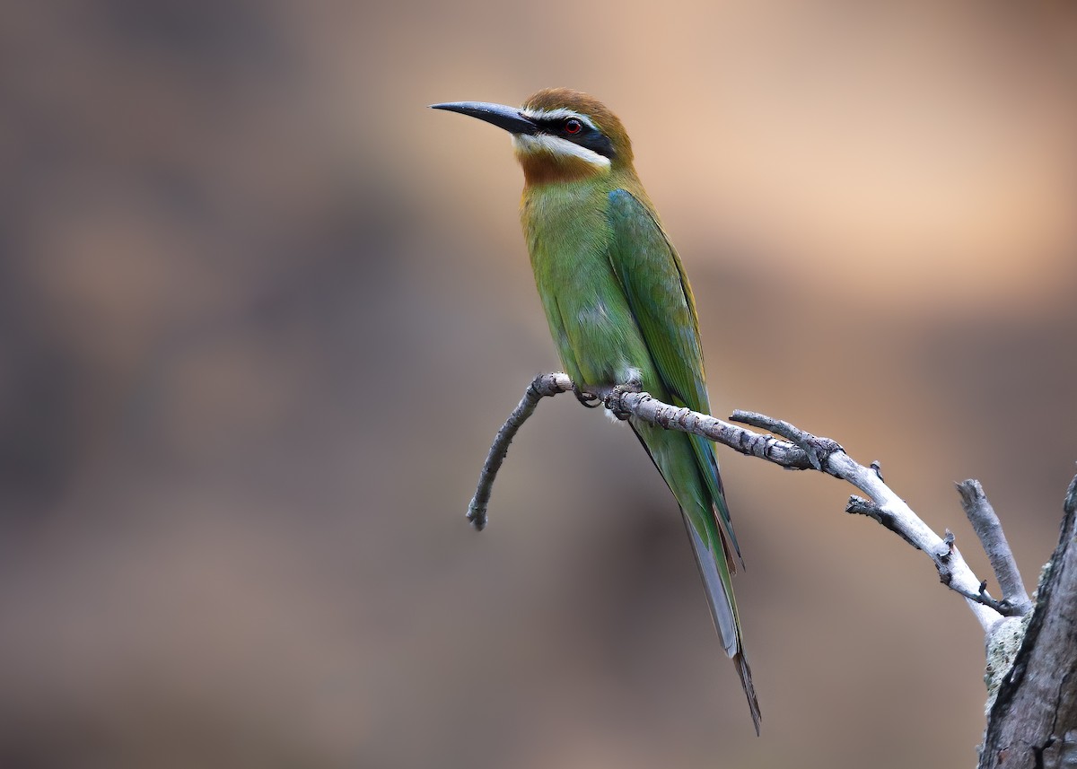 Olive Bee-eater - ML649168855
