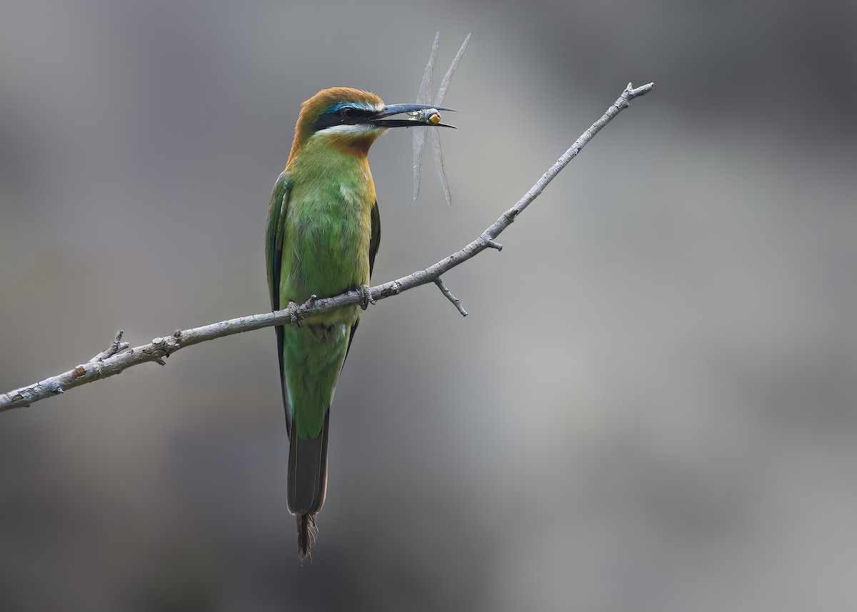 Olive Bee-eater - ML649168858