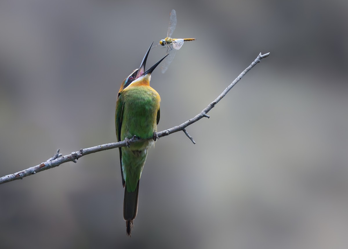 Olive Bee-eater - ML649168865