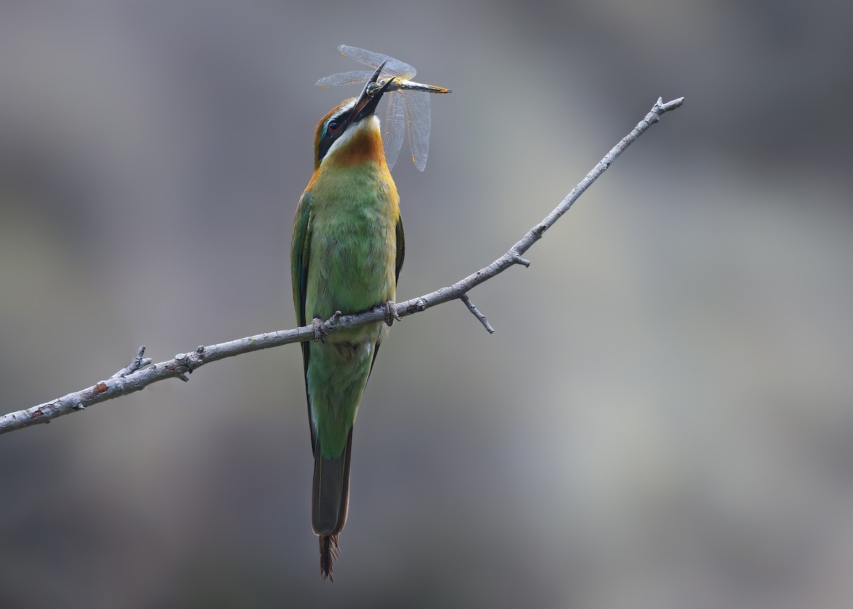Olive Bee-eater - ML649168866