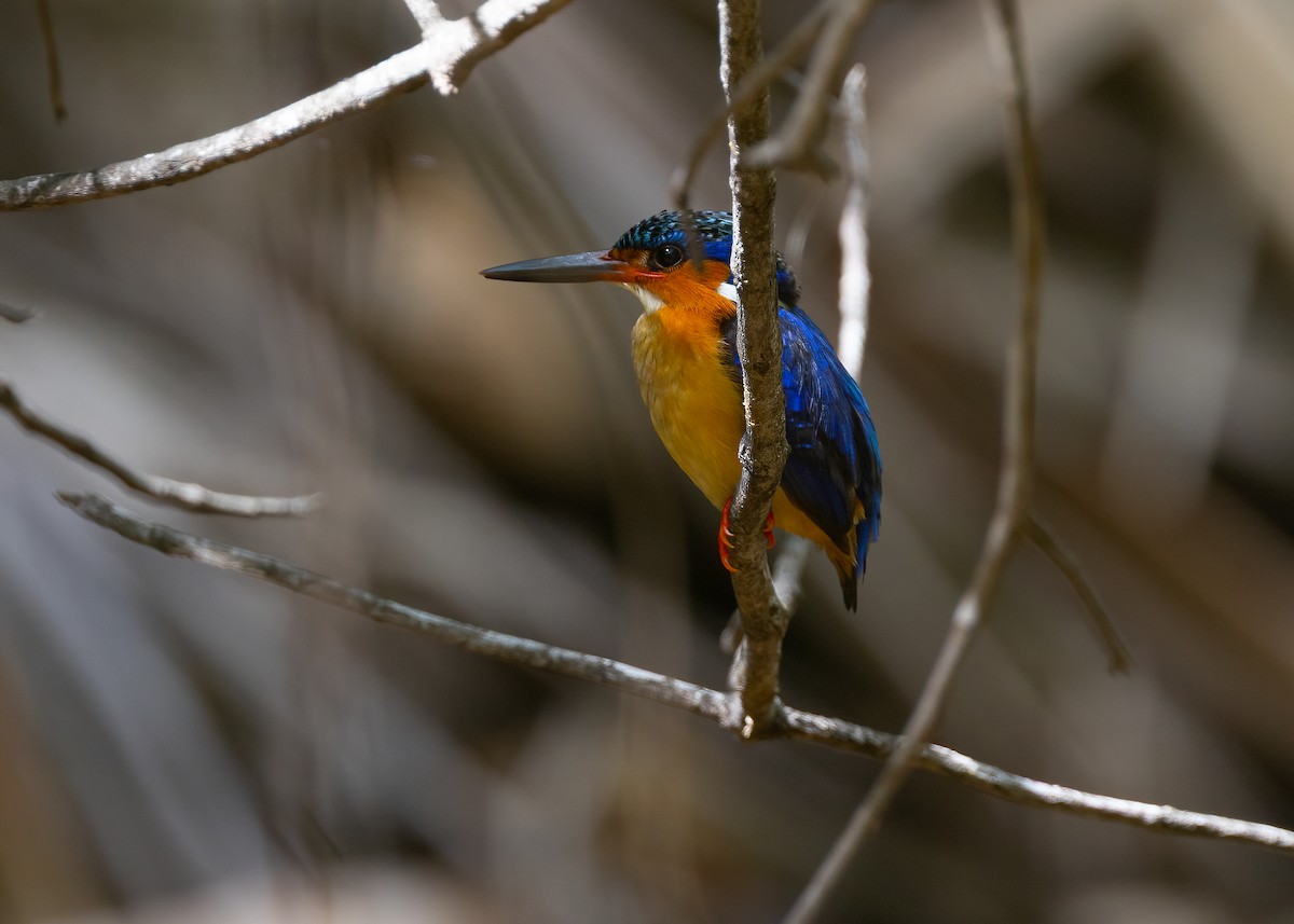 Malagasy Kingfisher - ML649168873