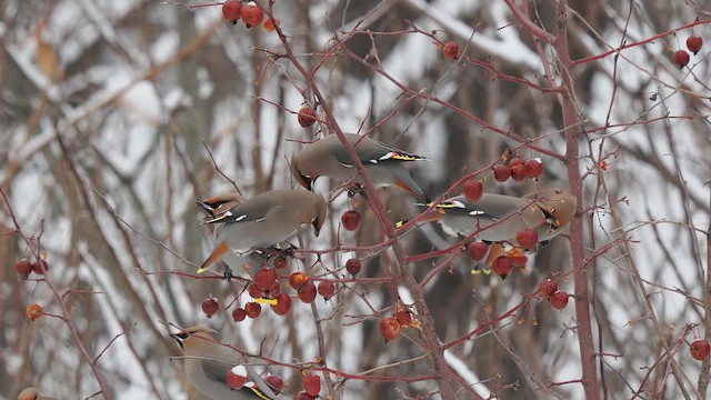 Омелюх звичайний - ML649169067