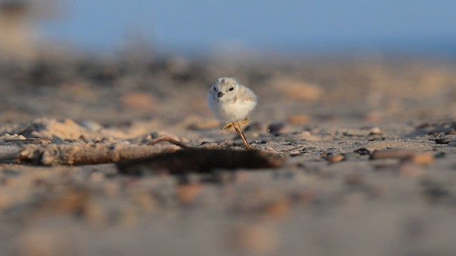 フエコチドリ - ML649169126