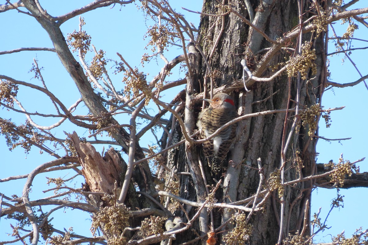 Northern Flicker (Yellow-shafted) - ML649169170