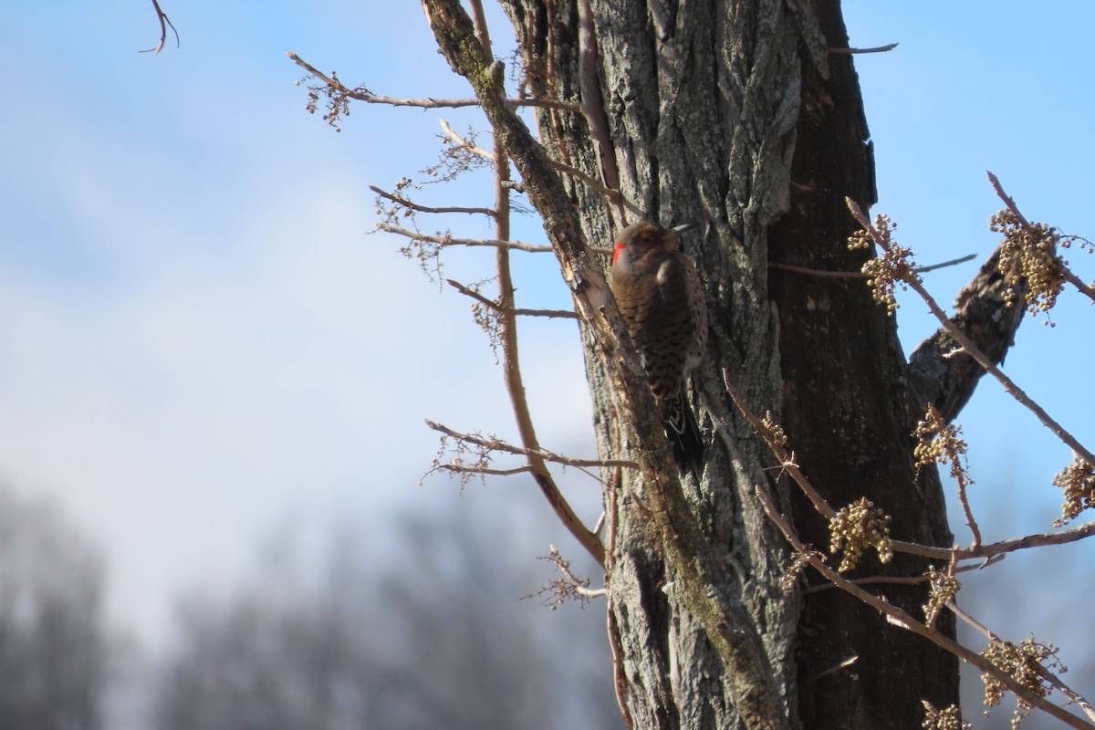 Northern Flicker (Yellow-shafted) - ML649169191