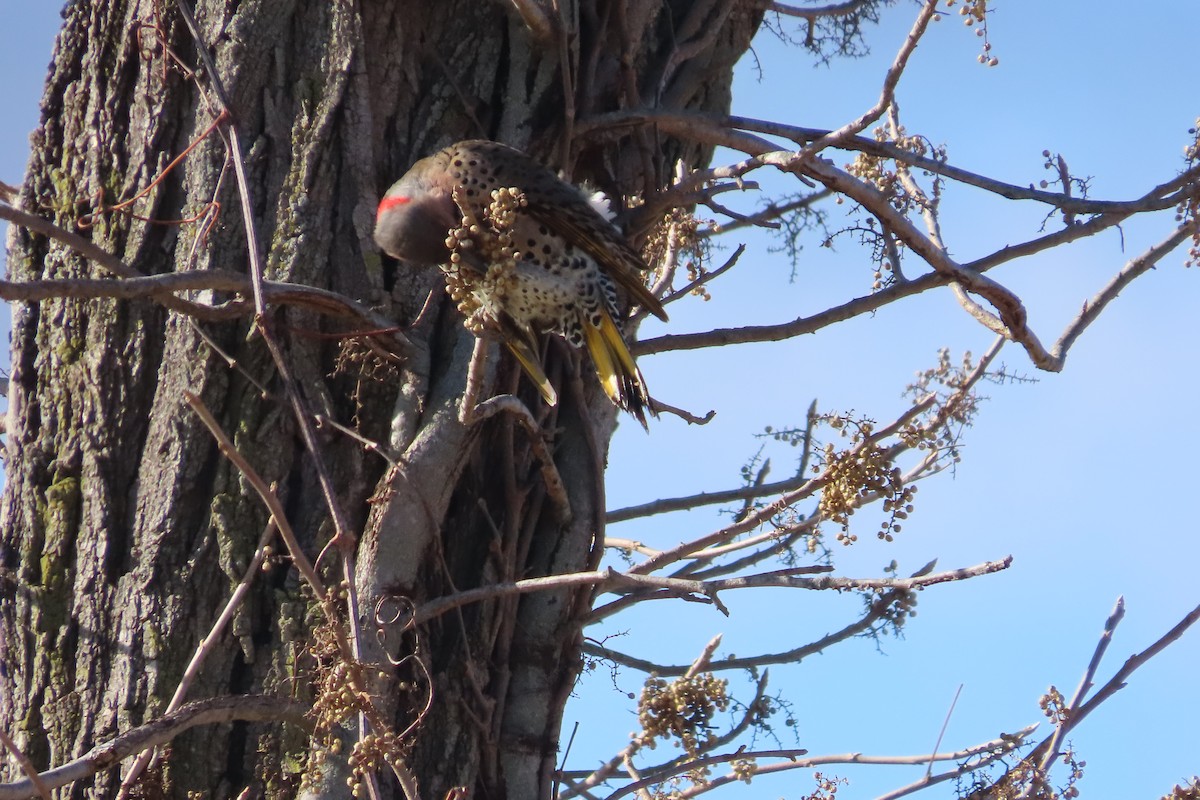 Northern Flicker (Yellow-shafted) - ML649169209