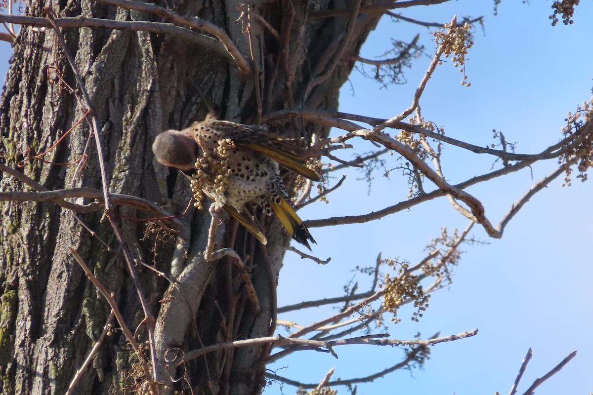 Northern Flicker (Yellow-shafted) - ML649169232
