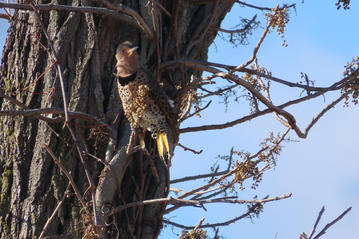 Northern Flicker (Yellow-shafted) - ML649169250