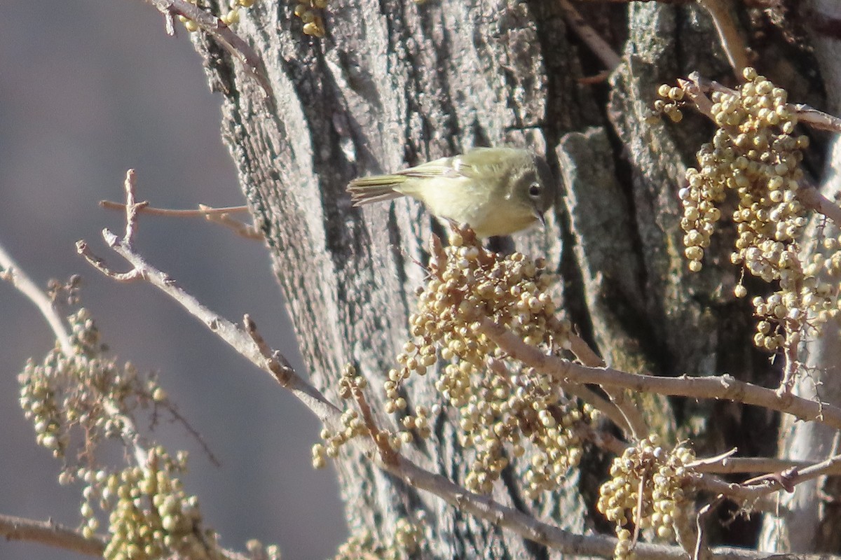 Ruby-crowned Kinglet - ML649169264