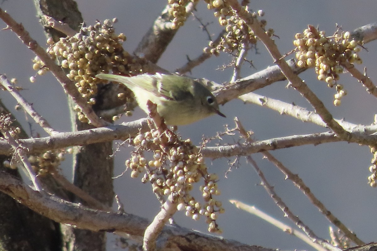Ruby-crowned Kinglet - ML649169270