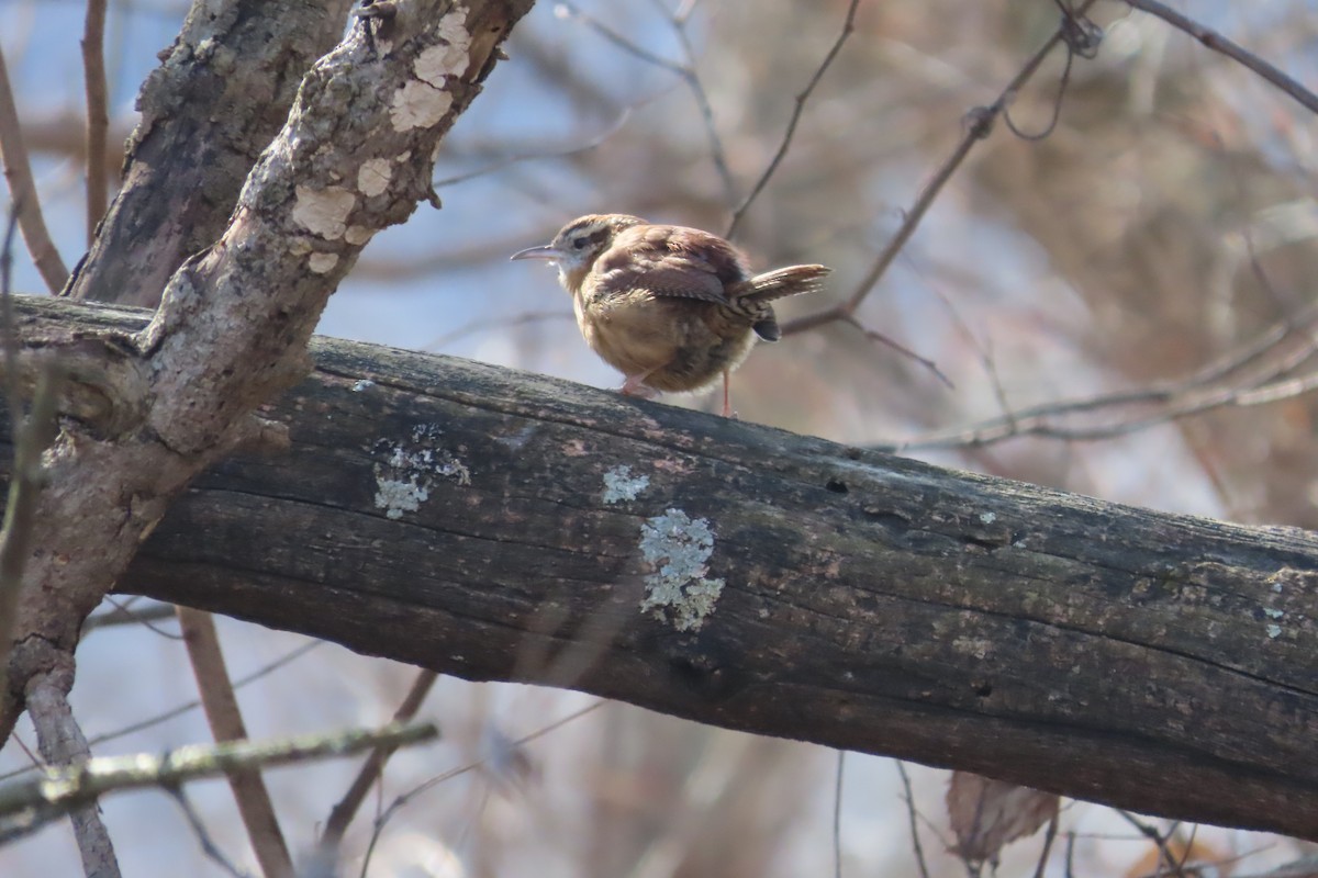 Carolina Wren - ML649169291