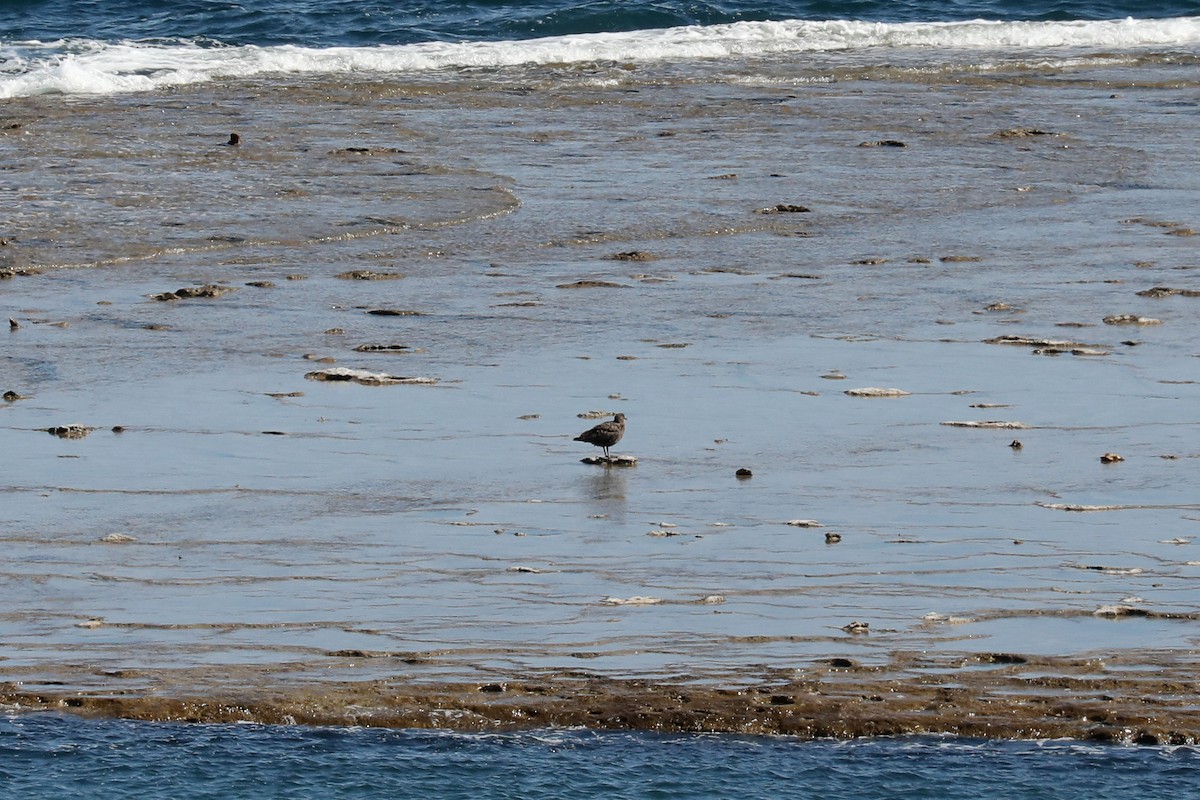 Págalo Subantártico - ML649169301