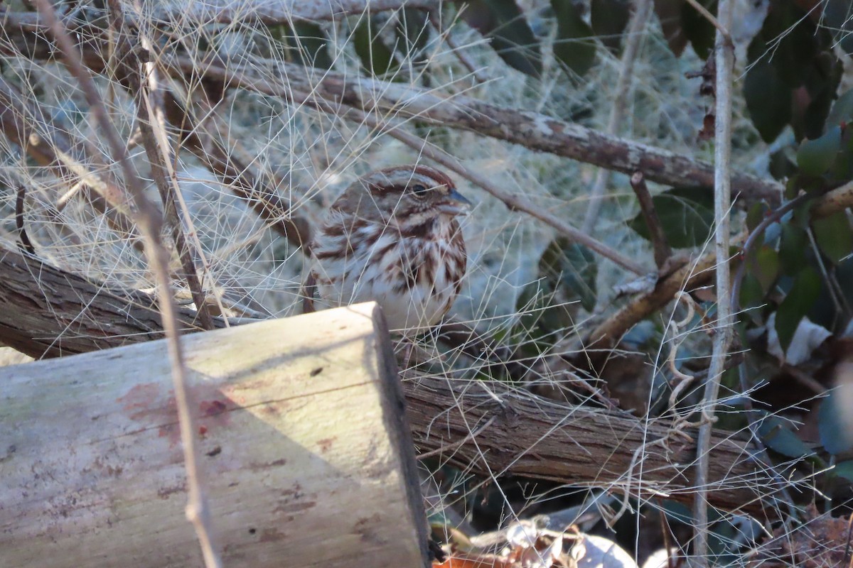 Song Sparrow - ML649169312