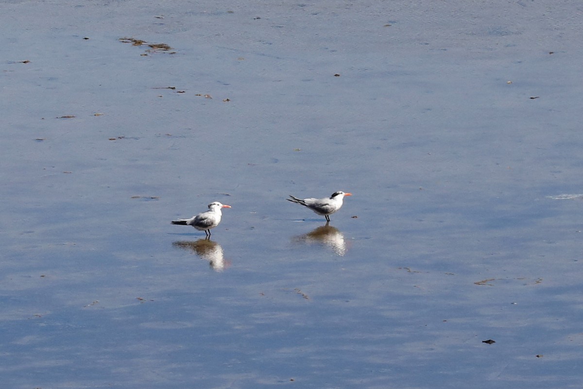 Charrán Real Americano - ML649169333