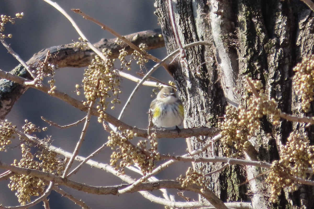 Yellow-rumped Warbler (Myrtle) - ML649169344