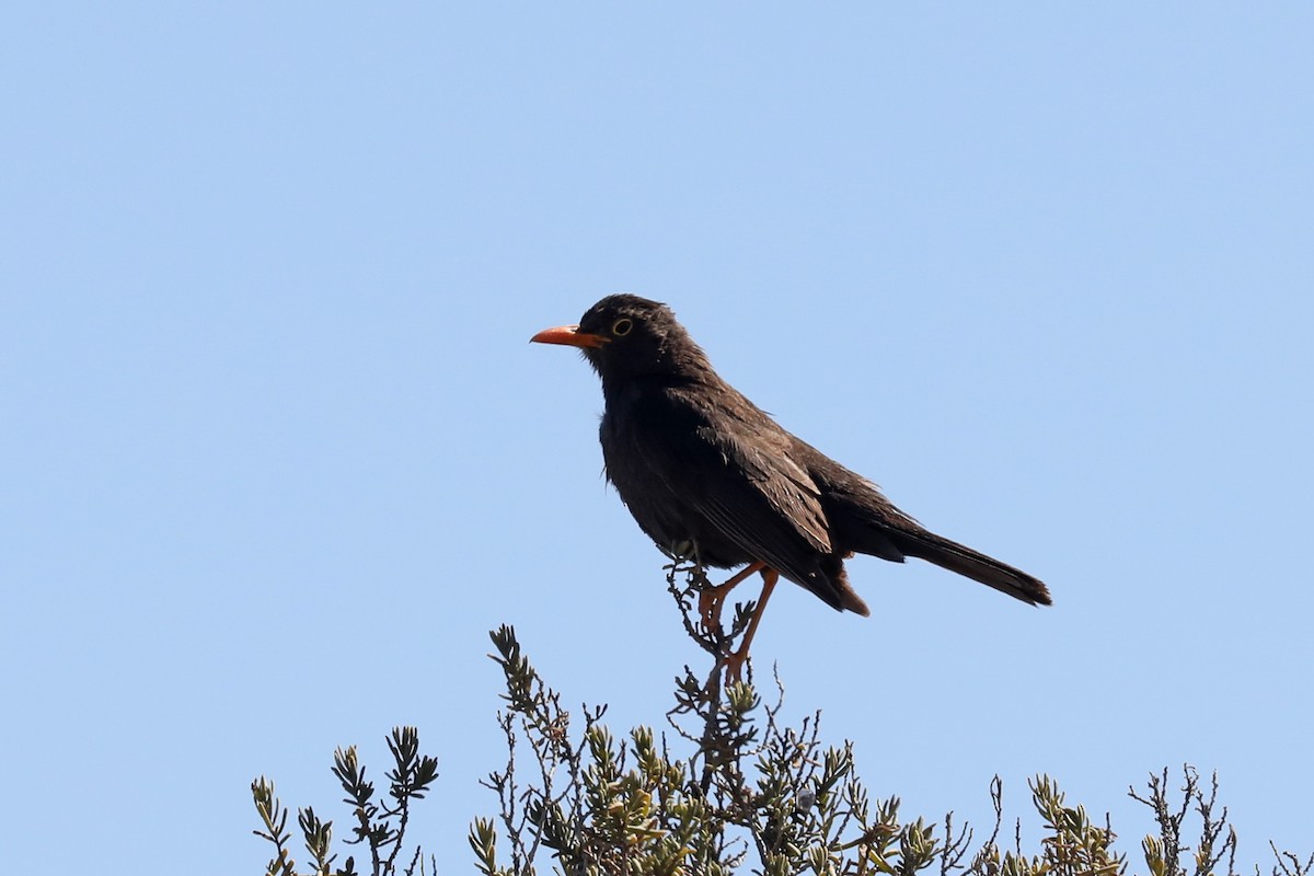 Mirlo Chiguanco - ML649169400